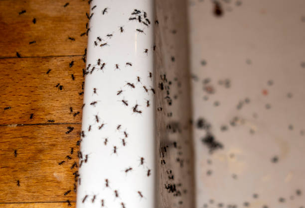 Best Residential Pest Control  in South Sarasota, FL
