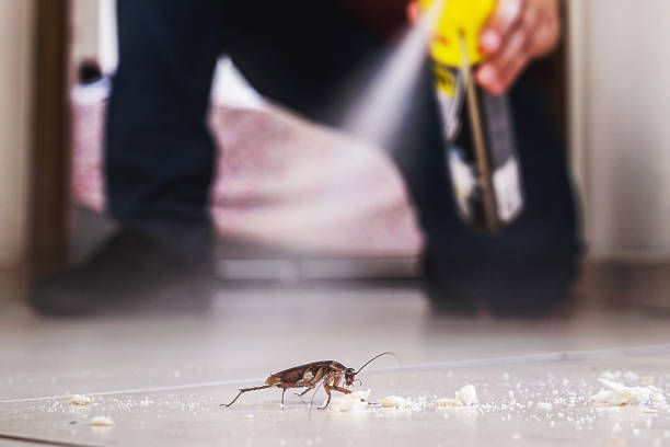 Best Wasp Removal Services  in South Sarasota, FL